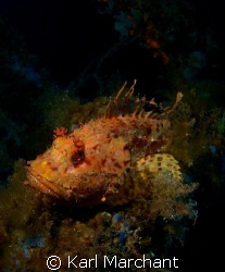 Look... But don't touch!!!!

Huge Scorpionfish on the w... by Karl Marchant 
